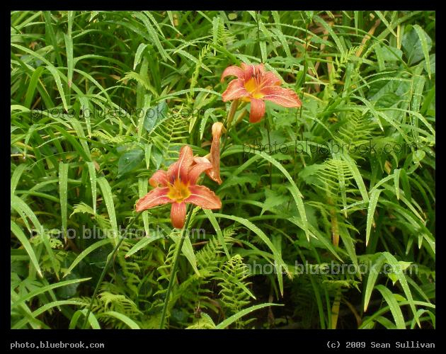 Lillies and Ferns - Saugus MA