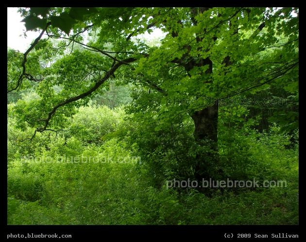 Emerald Landscape - Amherst MA