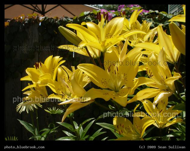 Yellow Lillies - Charlestown MA