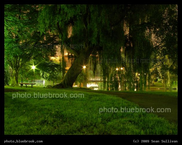 Willow Walk - Public Garden at night, Boston MA
