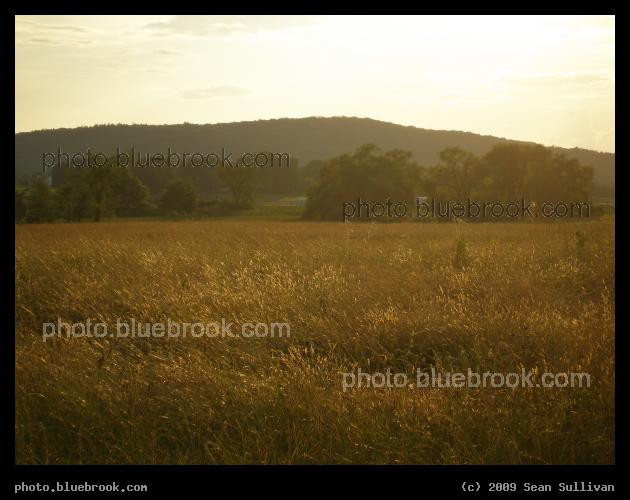 Golden Field - A field off Rocky Hill Road, Amherst MA
