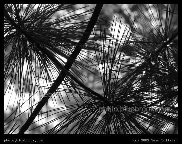 Needle Silhouette - Silhouette of needles on a tree at the Hammond Pond Reservation, Newton MA