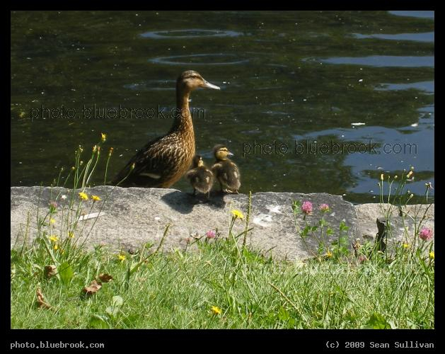 Mama Duck - Deering Oaks Park, Portland ME