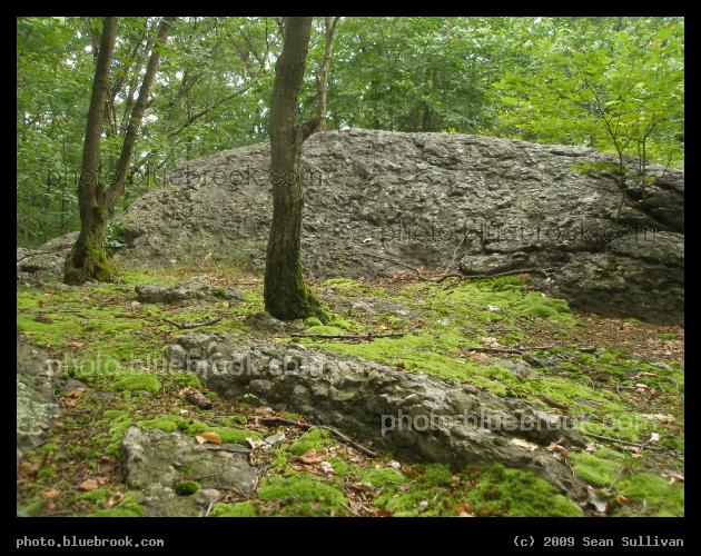 Landscape of Moss and Rocks - Webster Conservation Area, Newton MA