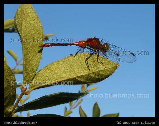 Red Dragonfly - Hadley MA