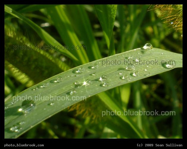 Water Droplets on a Blade of Grass - After an afternoon shower, Hadley MA