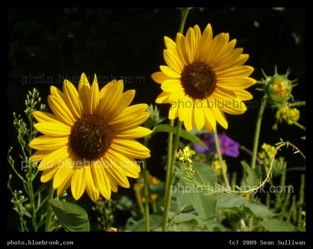 Two Sunflowers - Linden Square, Malden MA