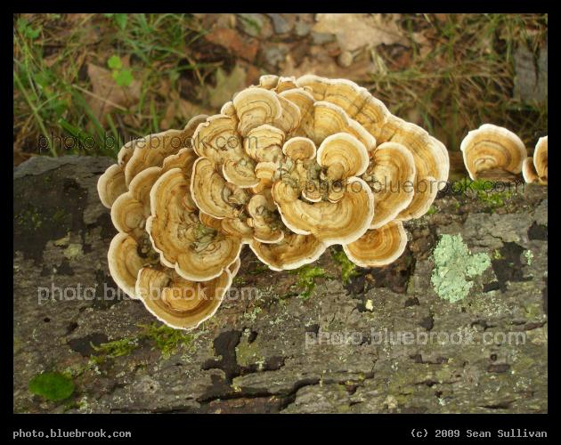 Intricate Bracket Fungus - Webster Conservation Area, Newton MA