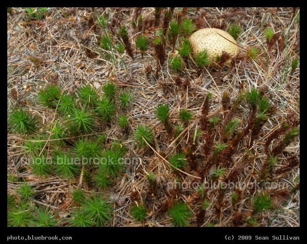 Moss and Mushroom - F. Gilbert Hills State Forest, Foxborough MA