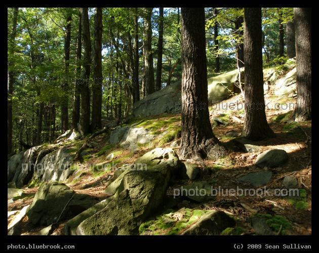 Terraces in the Woods - At Great Blue Hill in the Blue Hills Reservation, Milton MA