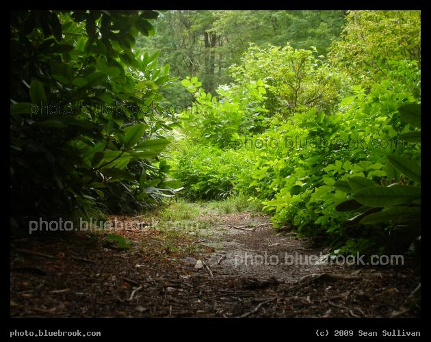 A Bright Path - Houghton Garden, Newton MA