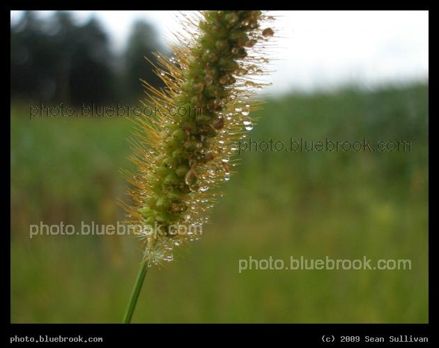 Grass and Landscape - Orange, MA