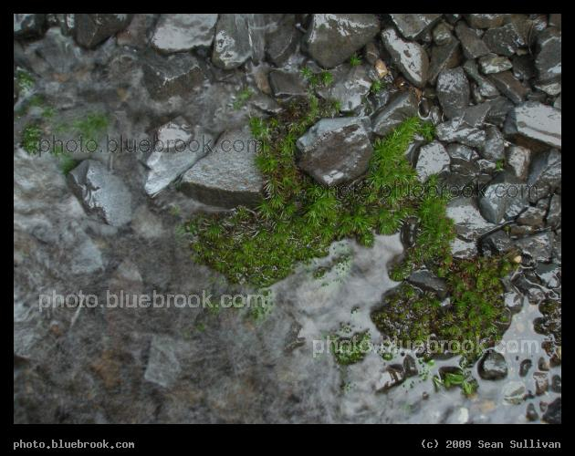 Moss in a Puddle - Below a water downspout during a rainstorm, Hadley MA