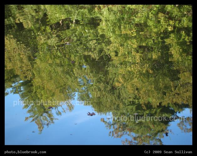 Pond Ripples - Pine Banks Park, Malden/Melrose MA