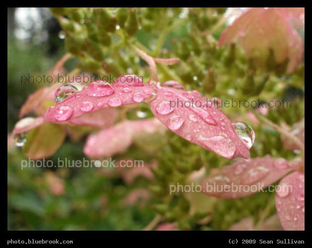 Raindrops on Pink Flowers - After a morning rainshower, Somerville MA