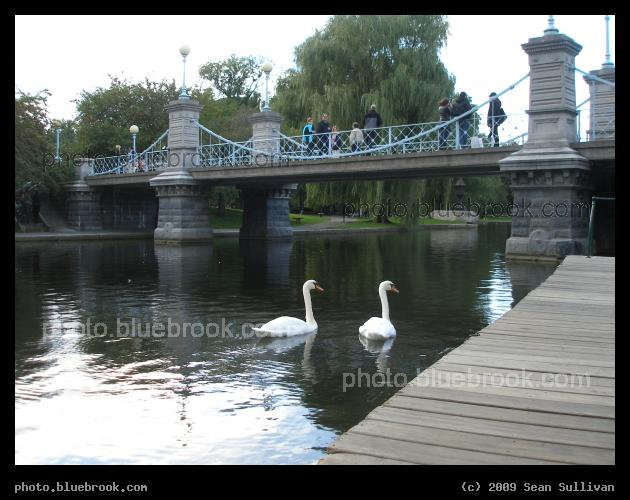 Swans by the Bridge - Public Garden, Boston MA