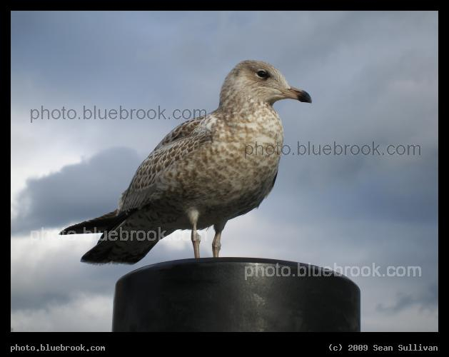 Harbor Guardian - A seagull at the edge of Boston Harbor