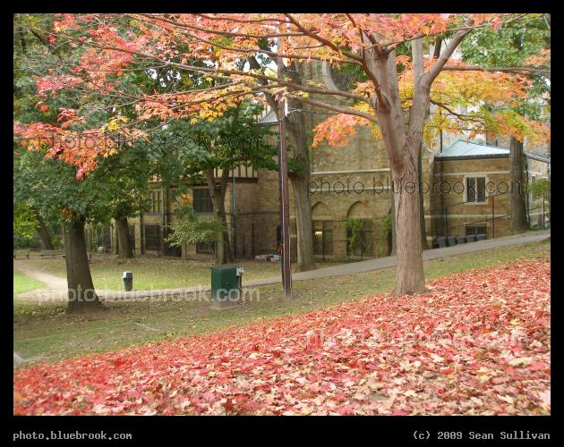 Hillside of Red Leaves - Waldstein Playground, Brookline MA