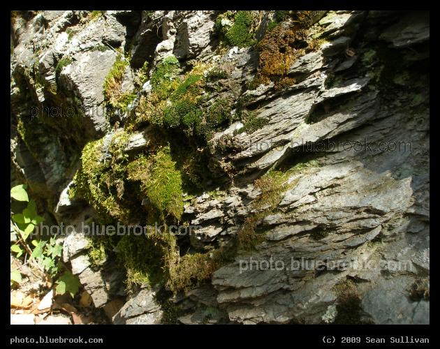 Moss on Sedimentary Rock - Newton MA