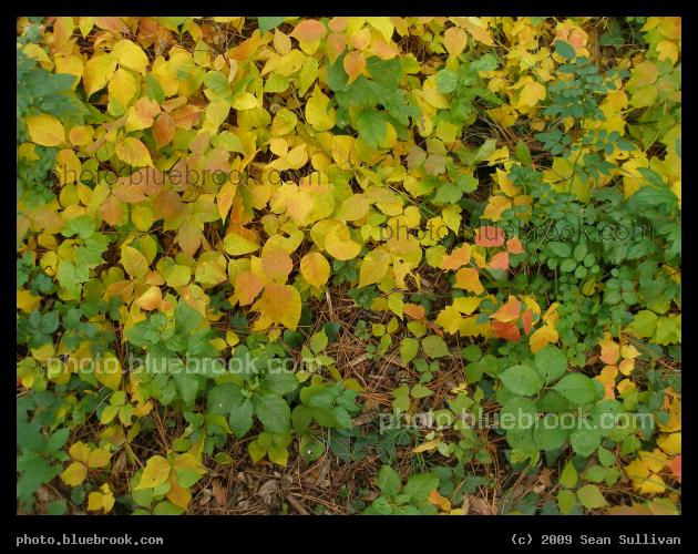 Multicolored Ground Vines - Arnold Arboretum, Jamaica Plain MA