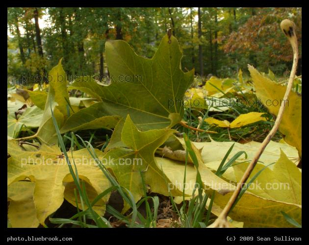 Star-Shaped Leaves - Arnold Arboretum, Jamaica Plain MA
