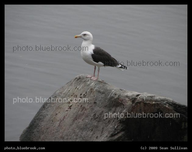 Seagull on a Rock - Hager Pond, Marlborough MA