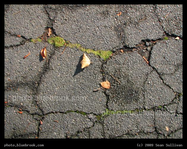 In the Cracks - A sidewalk in Reading MA
