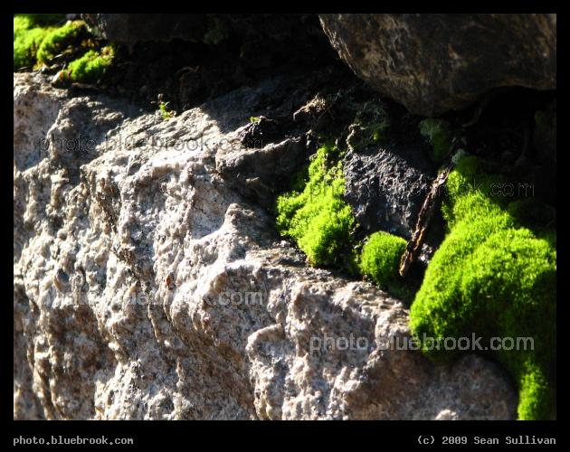 Moss on a Rock Wall - Reading MA