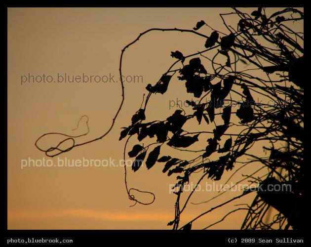 Questing - A vine silhouetted against the evening sky, Newton MA