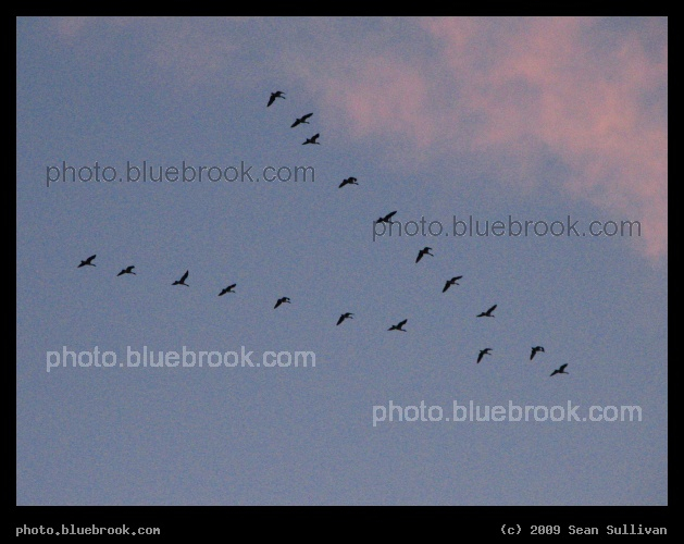 Winter Flight - Geese flying at sunset over the Charles River, Boston MA
