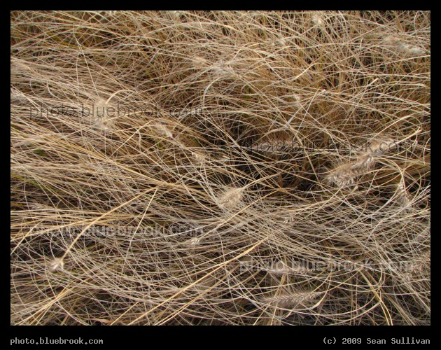 Swirl of Dry Grasses - North Point Park, Charlestown MA