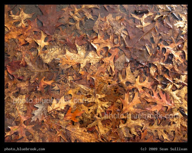 Leaf Collage - Leaves on a wet sidewalk, Somerville MA
