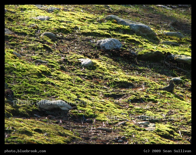 Mossy Slope with Rocks - Grafton MA