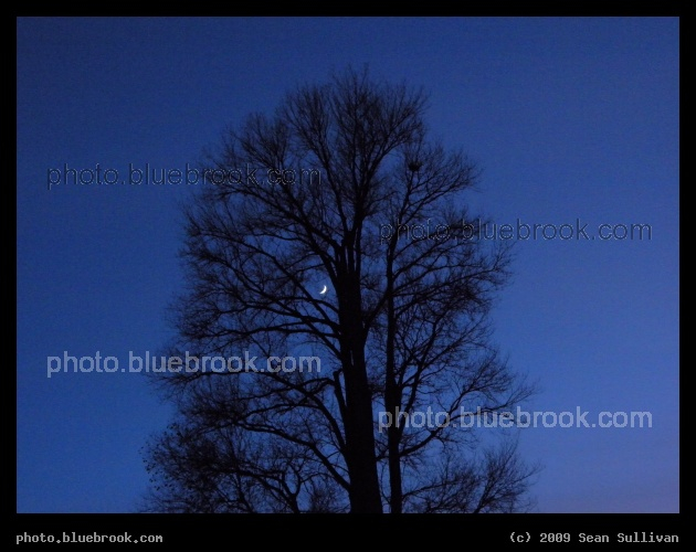 Moon Perched in the Branches - Boston Common after sunset, Boston MA