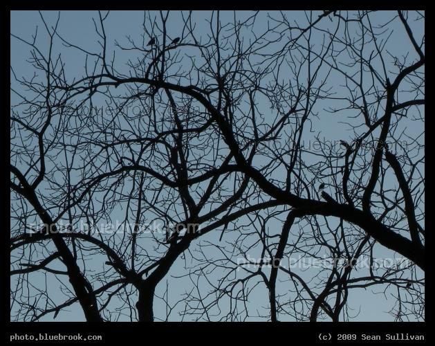 Silhouette of Twisty Branches - Somerville MA