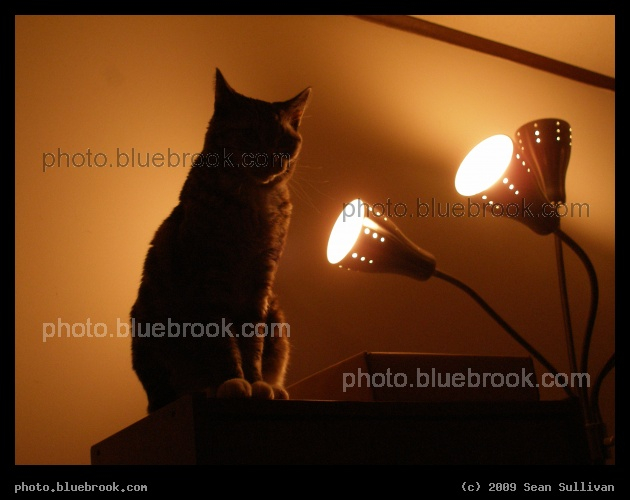 In the Spotlight - Bella and lamp