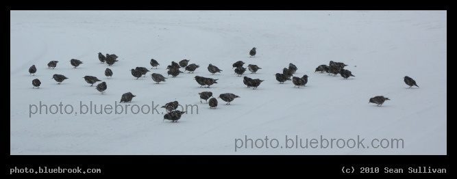 Starlings in Snow - Somerville MA