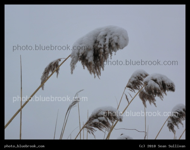 Snowcapped Grasses - Mystic River Reservation, Somerville MA