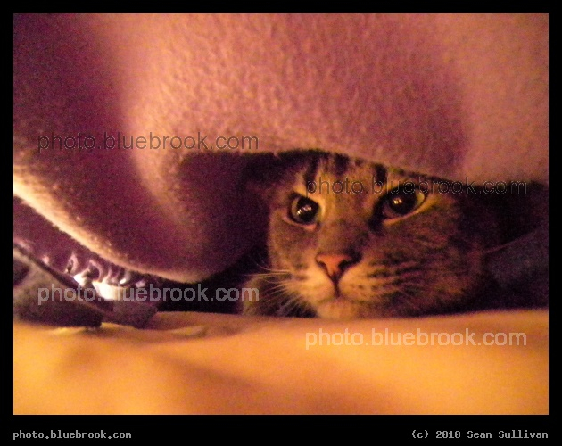 What Lies Beneath - Cat.  Blanket.  Eyes.