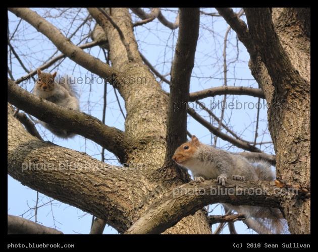 Young Squirrels - Public Garden, Boston MA