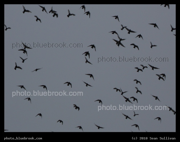Morning Flight - Pigeons shortly after sunrise, Somerville MA