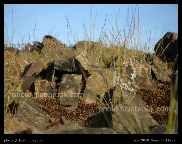 Grass Blades Amid the Rocks - At Mount Ephraim, Pine Banks Park, Malden/Melrose MA