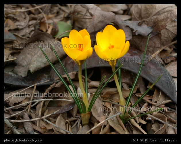 Golden Crocuses - On the first day of spring, Somerville MA