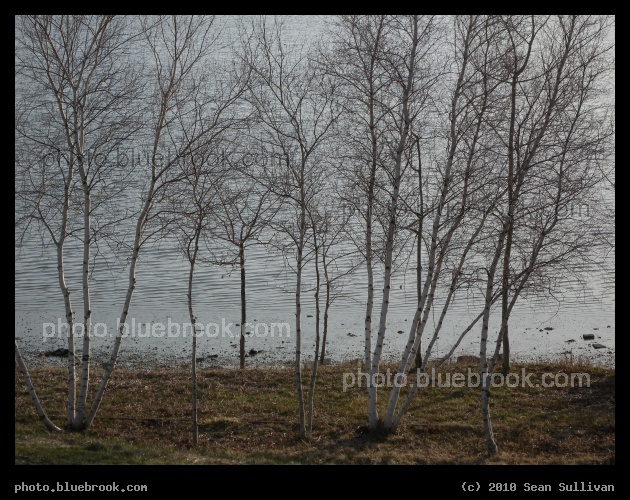 Line of Birches - Along the Fore River waterline, Portland ME