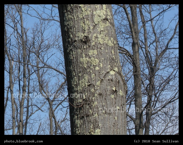 Lichens on the Nearest Tree - Grafton MA