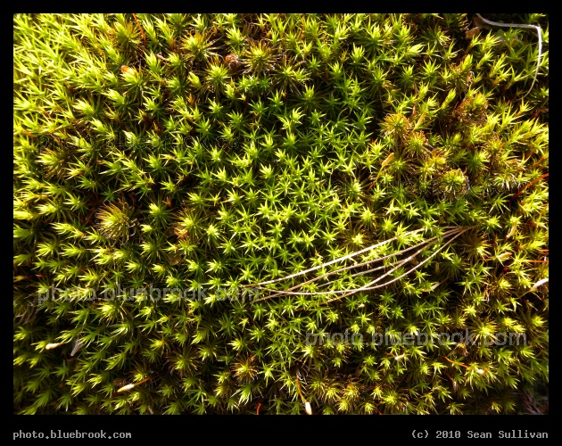 Moss from Above - Middlesex Fells Reservation, Melrose MA