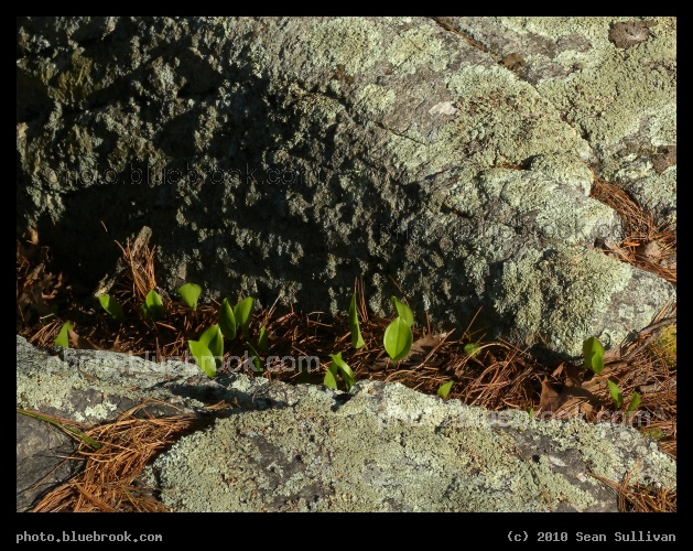 Plantlets by a Boulder - Middlesex Fells Reservation, Melrose MA