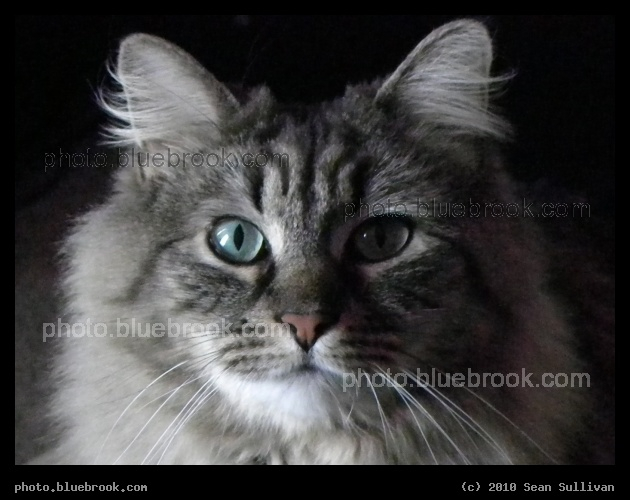 Portrait of a Cat - Misty