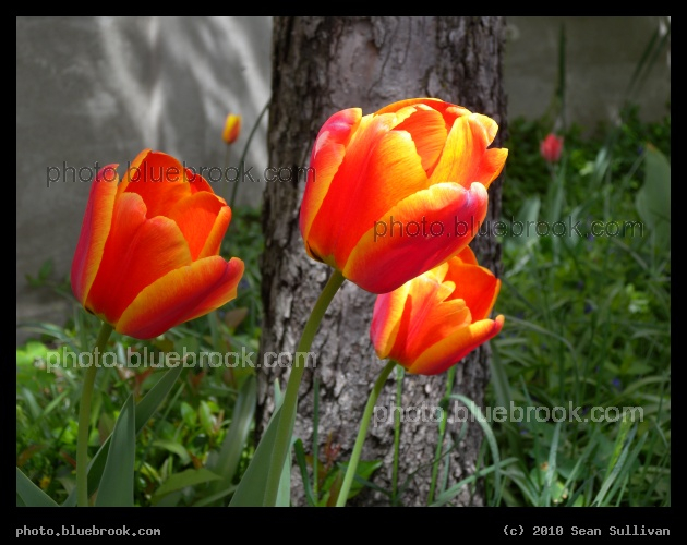 Flaming Tulips - Cambridge MA