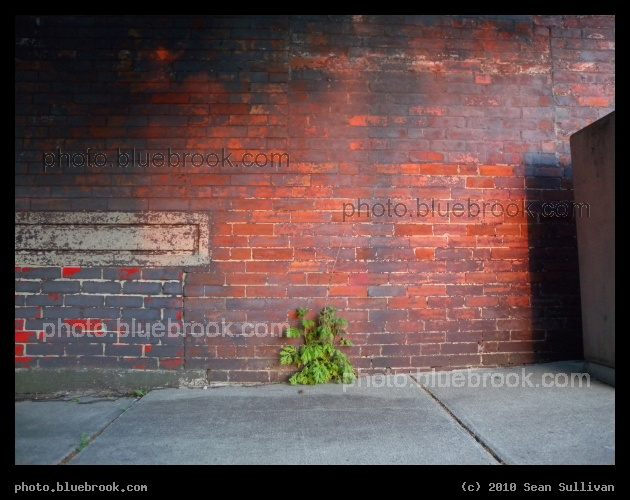 Along the Brick Wall - Charlestown MA